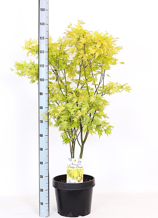 <h4>ACER PA ORANGE DREAM</h4>