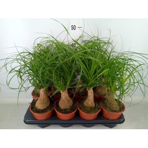 Beaucarnea recurvata