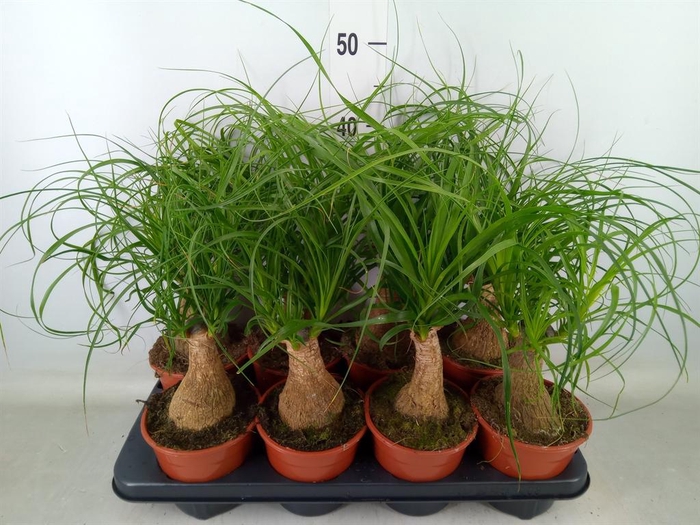 <h4>Beaucarnea recurvata</h4>