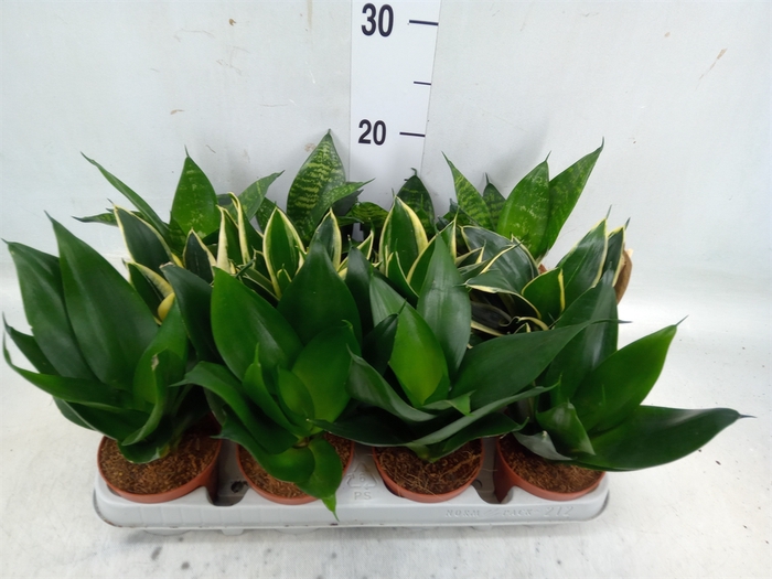 <h4>Sansevieria trifa. 'Hahnii'</h4>