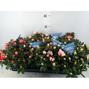 Rhododendron sim. 'Hor Collec' .mix