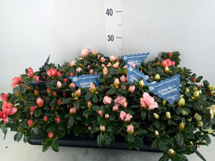 <h4>Rhododendron sim. 'Hor Collec' .mix</h4>