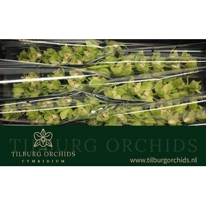 Cymb T Ovati Emerald