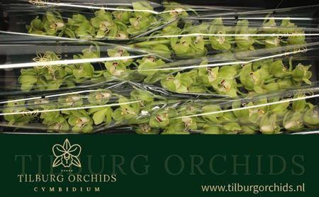 <h4>Cymb T Ovati Emerald</h4>