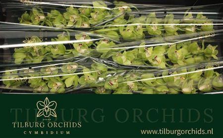 <h4>Cymb Tak Ovation Emerald</h4>