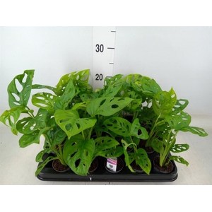 Monstera obliqua 'Monkey Mask'