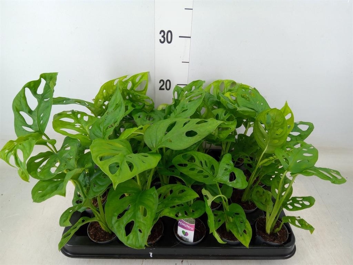 <h4>Monstera obliqua 'Monkey Mask'</h4>