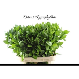 RUSCUS HYPOPHYLLUM