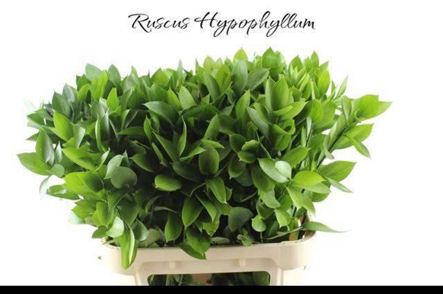 <h4>RUSCUS HYPOPHYLLUM</h4>