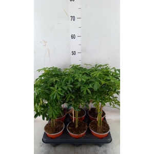 Schefflera arbor. 'Luseana'
