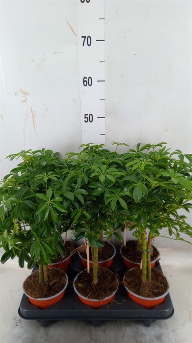 <h4>Schefflera arbor. 'Luseana'</h4>