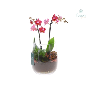 Glas vaas Alzada met Phalaneopsis