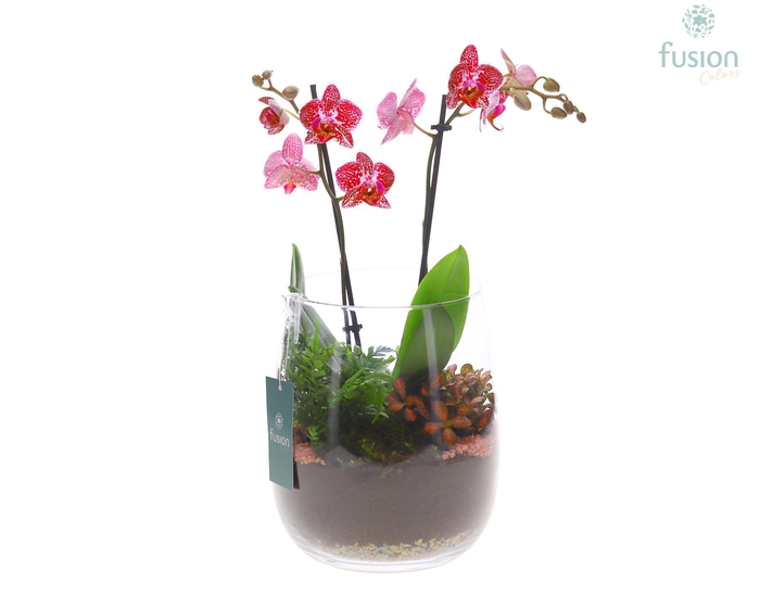 <h4>Glas vaas Alzada met Phalaneopsis</h4>