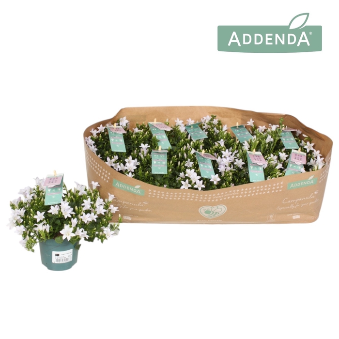 Campanula Ambella Intense White in 3-pack