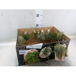 Tillandsia ionantha