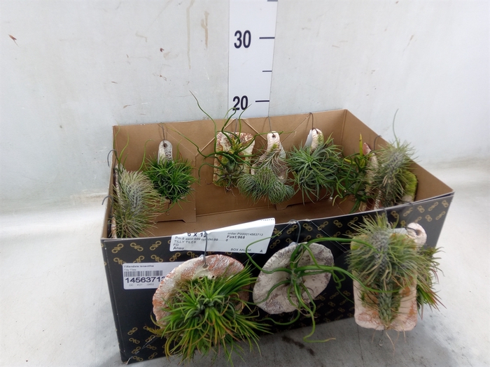<h4>Tillandsia ionantha</h4>