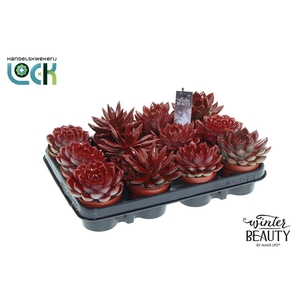 Winterbeauty Succulenten mix Red