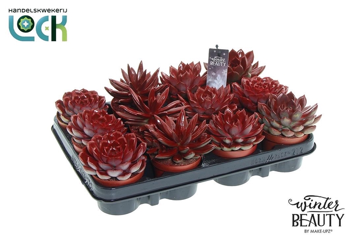 <h4>Winterbeauty Succulenten mix Red</h4>