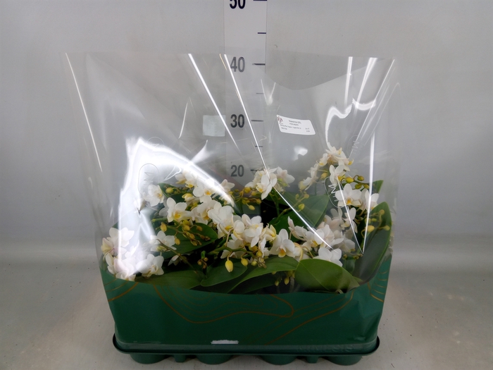 <h4>Phalaenopsis multi. 'Ant Nazare'</h4>
