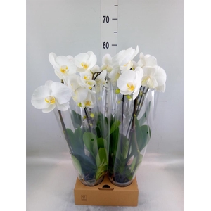 Phalaenopsis  'Elegant Cascade'