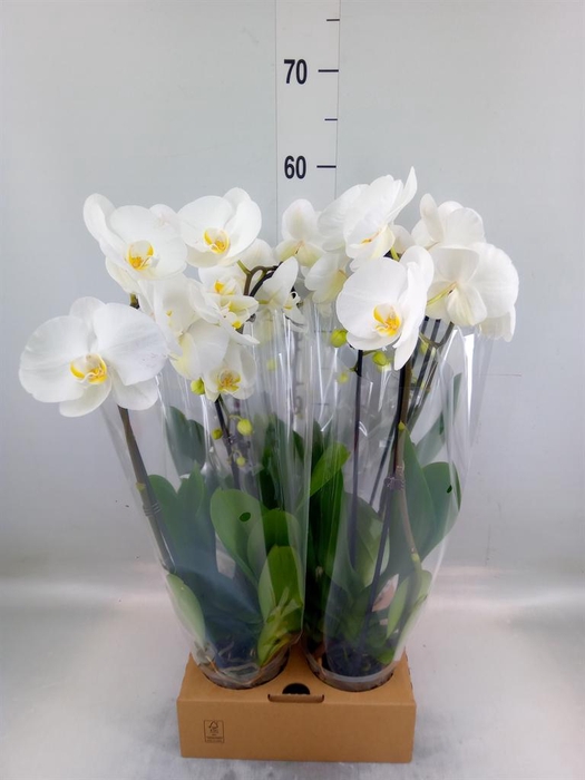 <h4>Phalaenopsis  'Elegant Cascade'</h4>