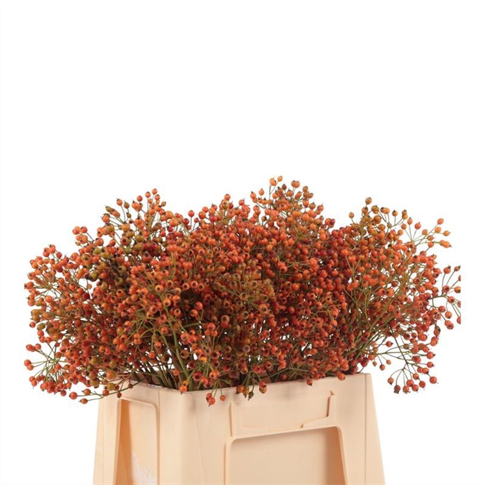 <h4>Rosa Prinsberry Orange Adomex</h4>
