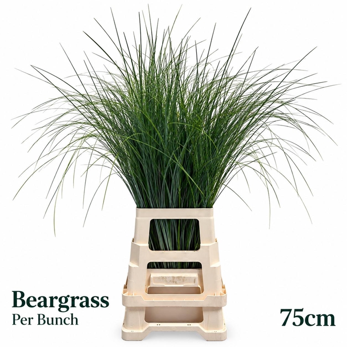 <h4>XEROPHYL BEARGRAS BS</h4>