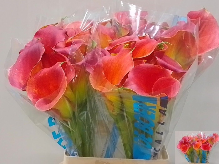 <h4>Calla Sunset Passion</h4>