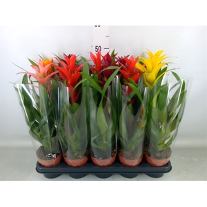Guzmania   ...mix