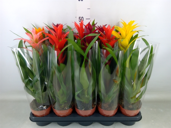 <h4>Guzmania   ...mix</h4>