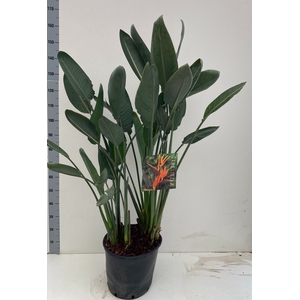 STRELITZIA REGIN BL