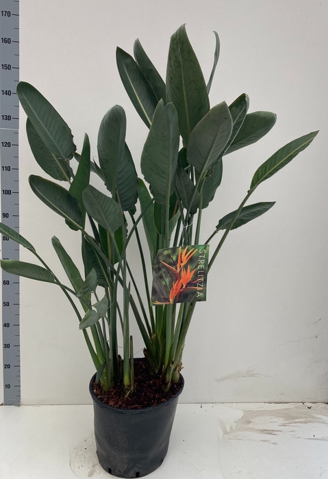 STRELITZIA REGIN BL