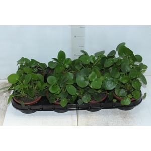 PILEA PEPEROMIOIDES C13