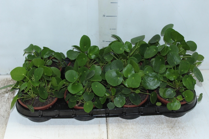 PILEA PEPEROMIOIDES C13
