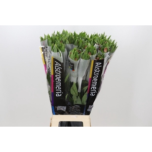 Alstroemeria Intenz Pink