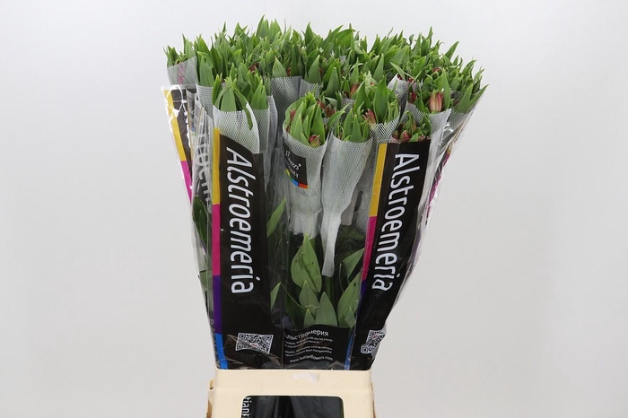 <h4>Alstroemeria Intenz Pink</h4>
