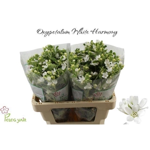 OXY CO PERF WHI HARM