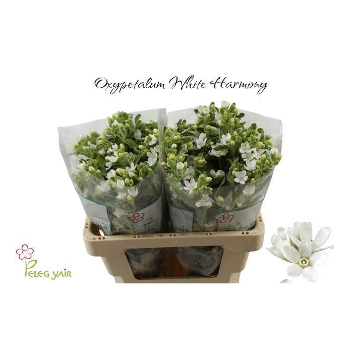 <h4>OXY CO PERF WHI HARM</h4>