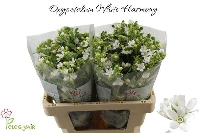 OXY CO PERF WHI HARM