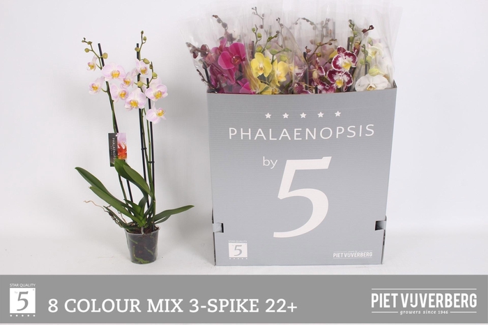 <h4>PHAL GEM 8 KL</h4>