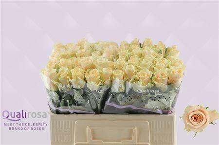 <h4>R GR CHARMANT</h4>