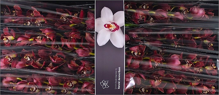 <h4>Cymbidium Inferno Doos</h4>