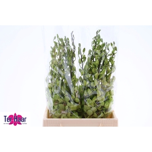 DENDR BURA JADE JADE