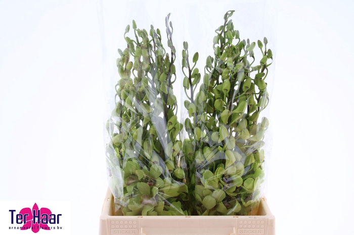 <h4>DENDR BURA JADE JADE</h4>