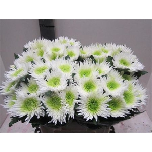 CHR G ANA WIT / MINT GROEN