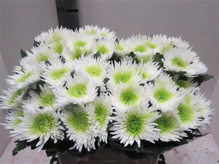CHR G ANA WIT / MINT GROEN