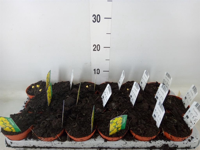 <h4>Eranthis hyemalis</h4>