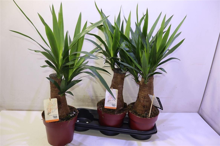 <h4>Yuc Elephantipes</h4>