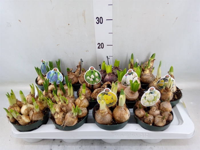 <h4>Flowerbulbs, corns or tubers   ...</h4>