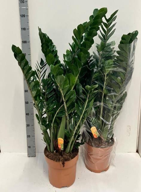 <h4>ZAMIO ZAMIIFOLIA</h4>